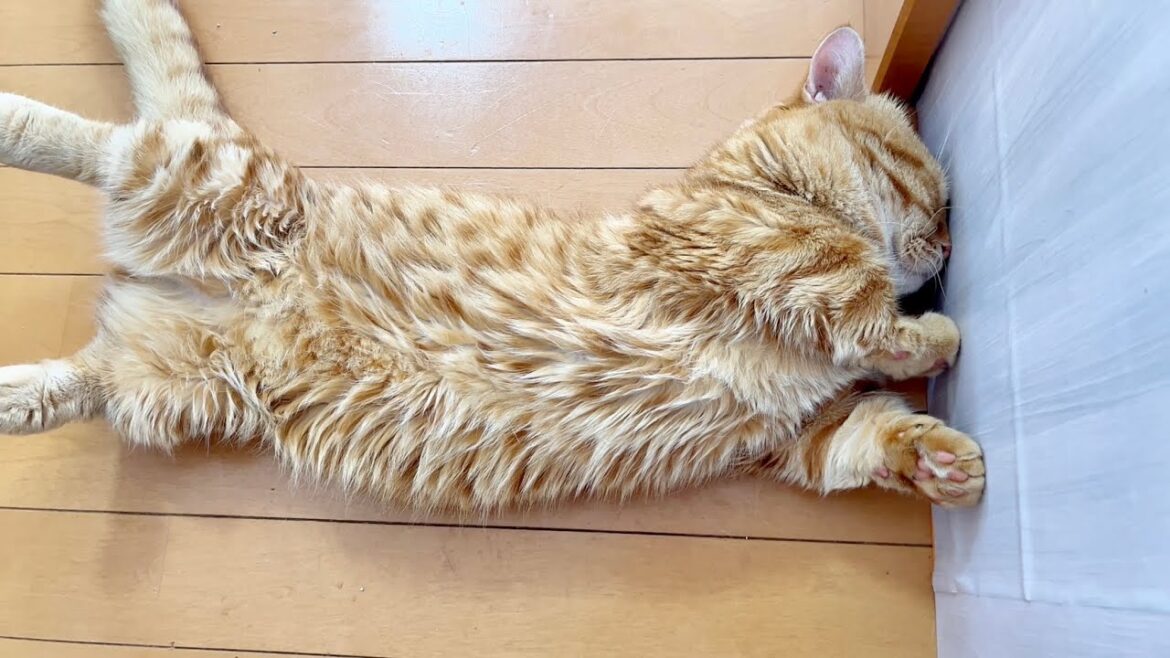夢の中で前に進めなくなってる熟睡猫ぽちゃくんがたまらなくかわいい！