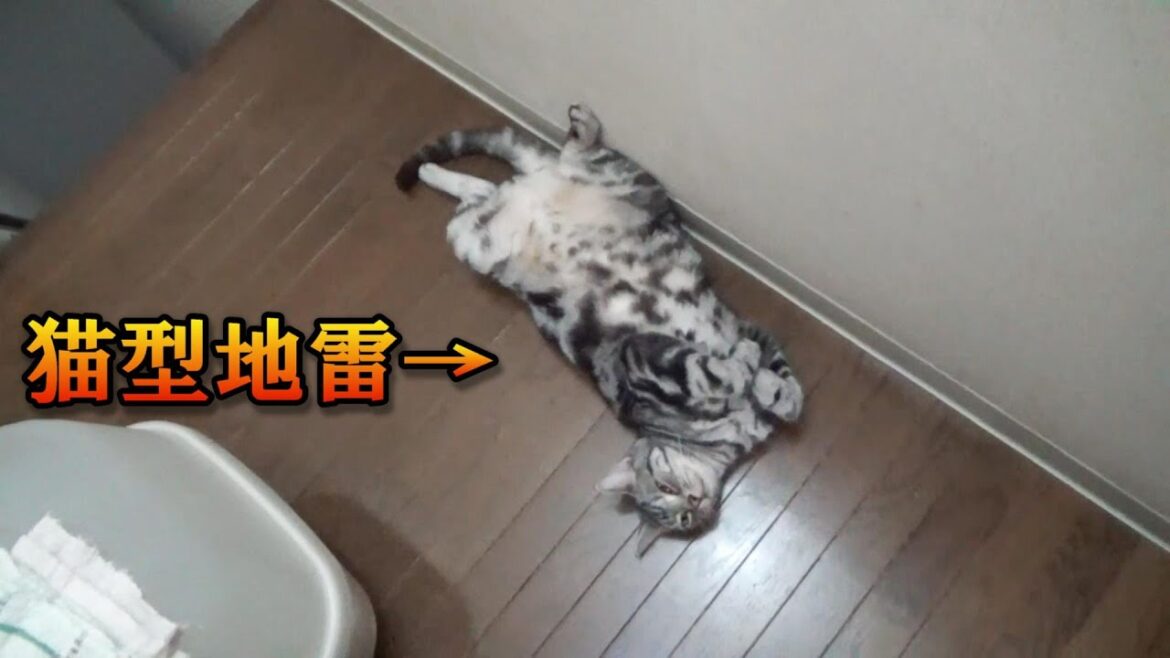 廊下の猫型地雷　夏の怖い夜（アメリカンショートヘア）
