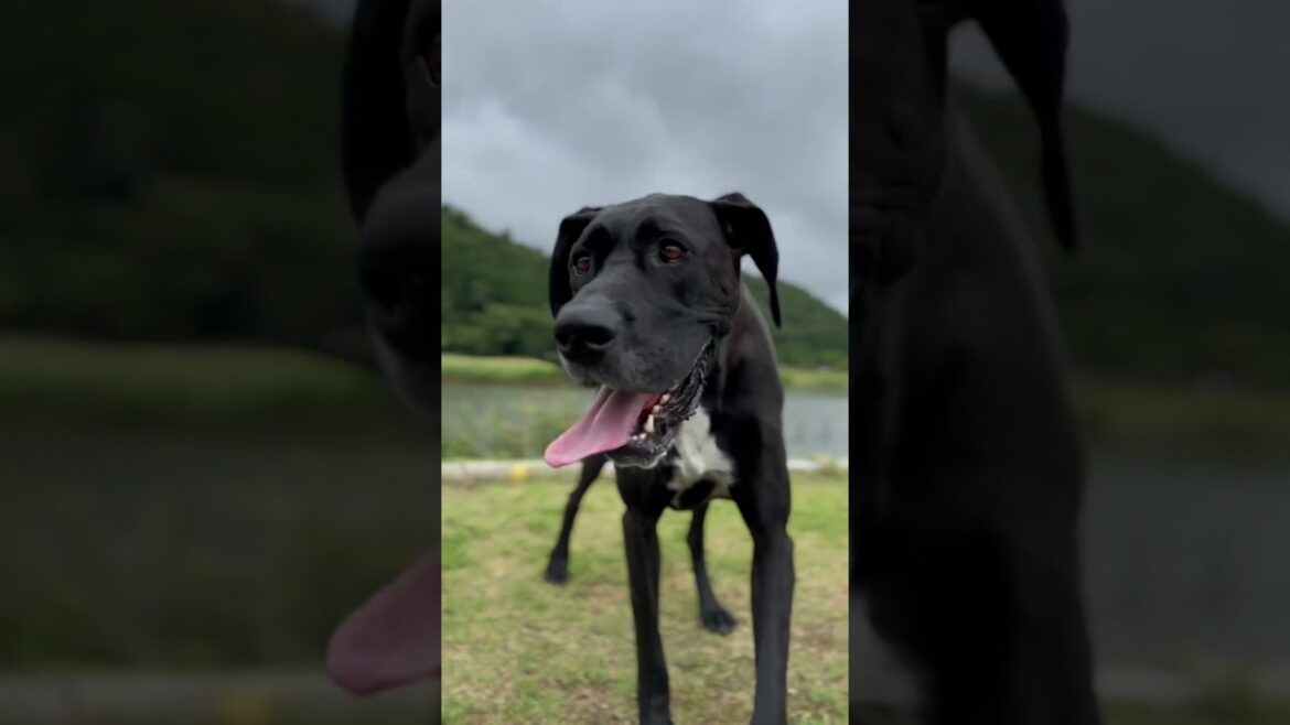 田舎暮らしのグレートデン⛰🌱🌳 優しい巨人 グレートデン クィーンちゃん ニューファンドランド ボス君 保護猫 多頭飼育 大型犬 犬好き 猫好き 渡辺ボス