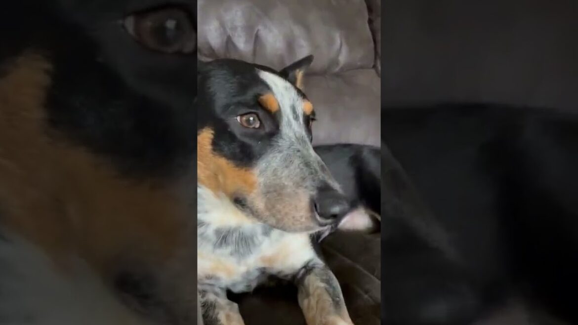 How a cattle dog feels when you go to work