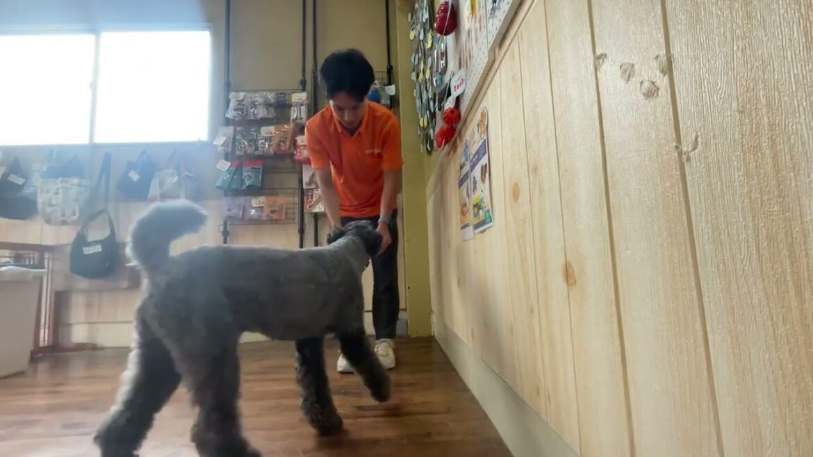 ケリーブルーテリアの”マーフィーくん”と”ついて”に挑戦！