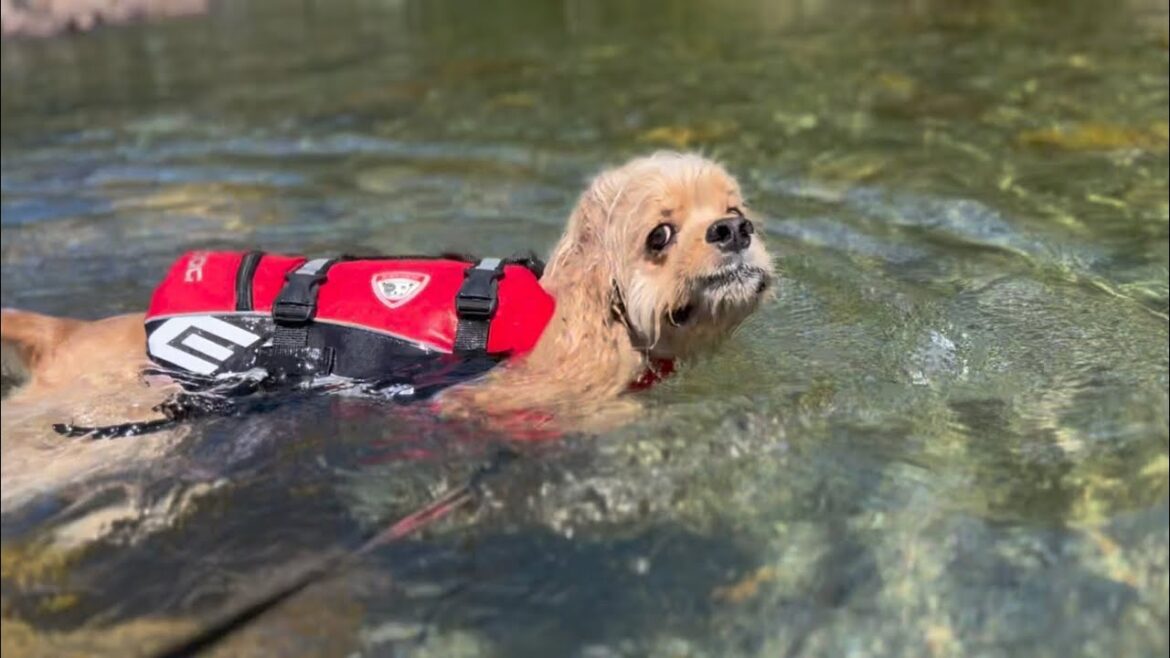 【ぽての夏】必死に清流の流れに逆らって泳ぐ愛犬が愛くるしい［アメコカ］