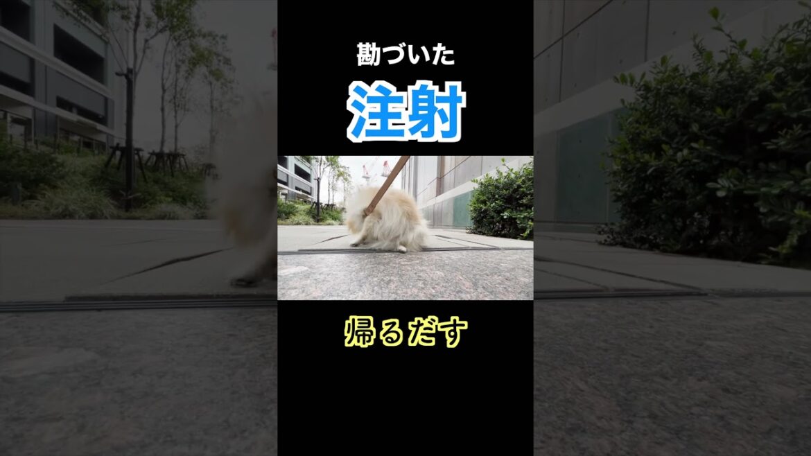 注射と勘づいたポメラニアン