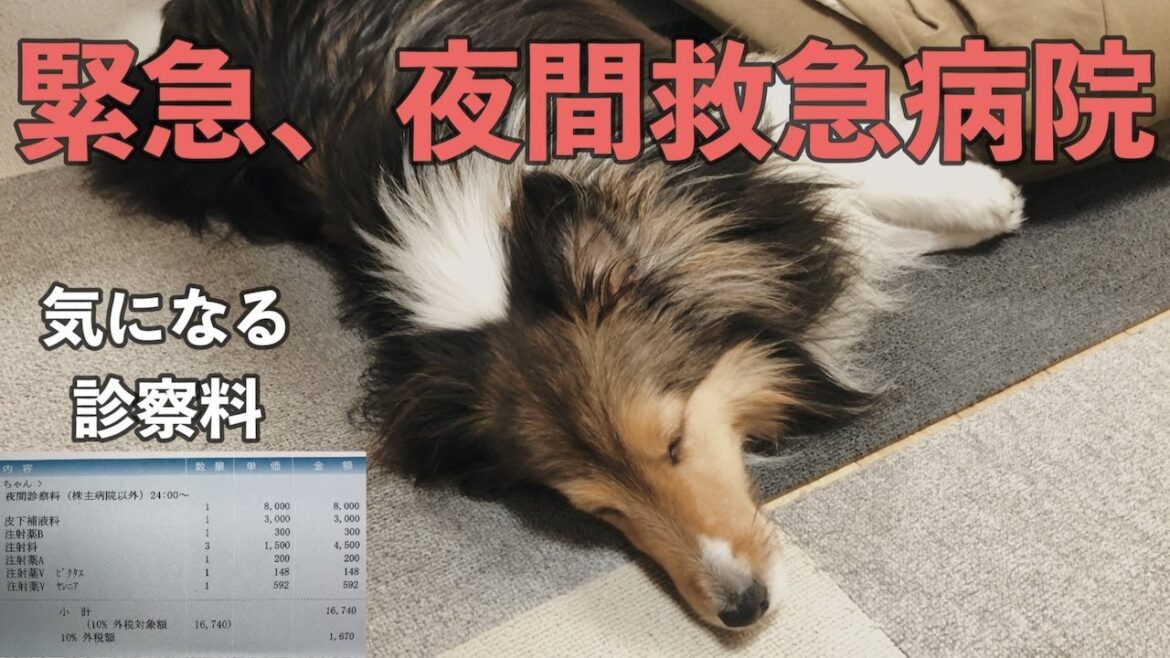 どうぶつ夜間救急病院　かかる治療費1分42秒、かかった治療費2分17秒頃