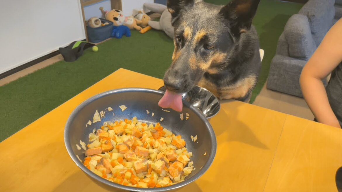 愛犬と一緒にちゃんちゃん焼き食べたら、幸せすぎましたｗ【ジャーマンシェパード】