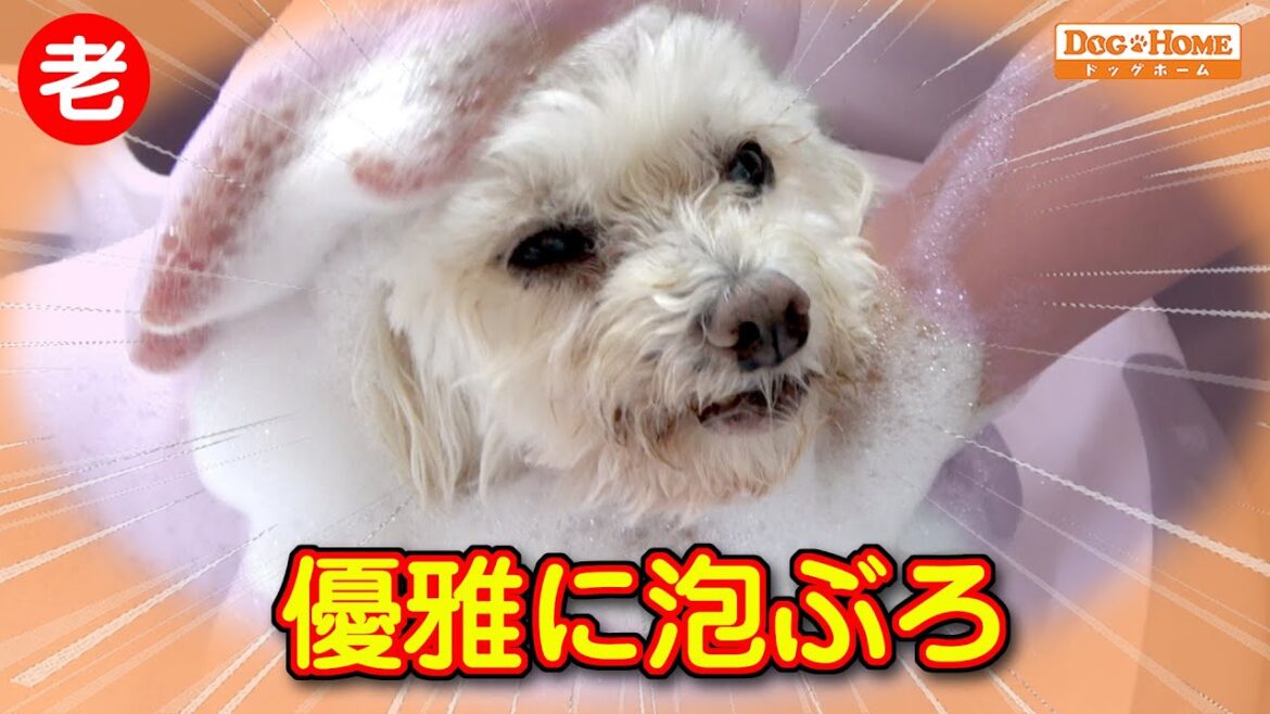 16歳！シニア犬の扱い方：泡ぶろで色々ケア　身体の事を考えてのシャンプー 【マルチーズのナナちゃんシャンプー編】　୨୧∵トリミング サロン DOG HOME ドッグホーム∵୨୧