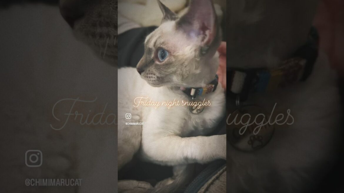 Devon Rex Cat - Friday Night Snuggles: Cozy Moments on the Couch🥱金曜の夜に猫と一緒にダラダラしてる動画😅