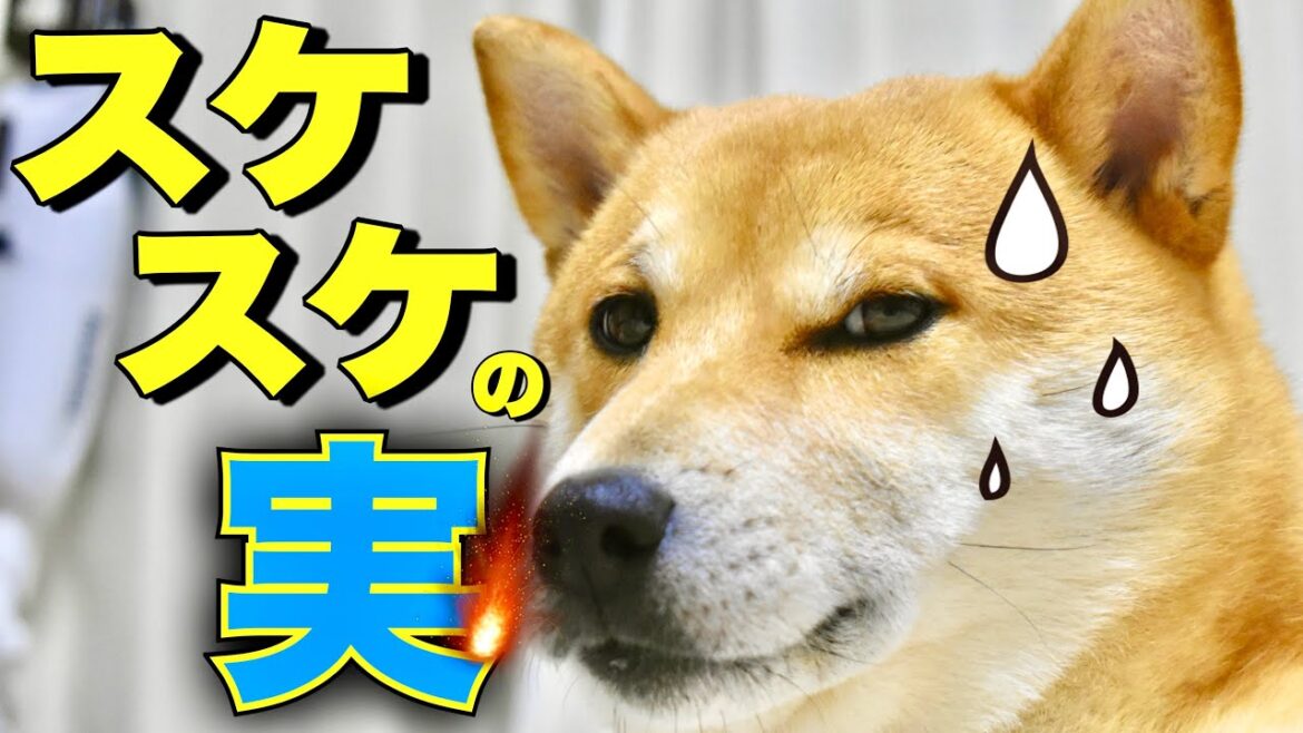 食事中NGな悪魔の実とお袋の話をする柴犬こむぎ【あるじのステップ】 食事中NGな悪魔の実とお袋の話をする柴犬こむぎ【あるじのステップ】