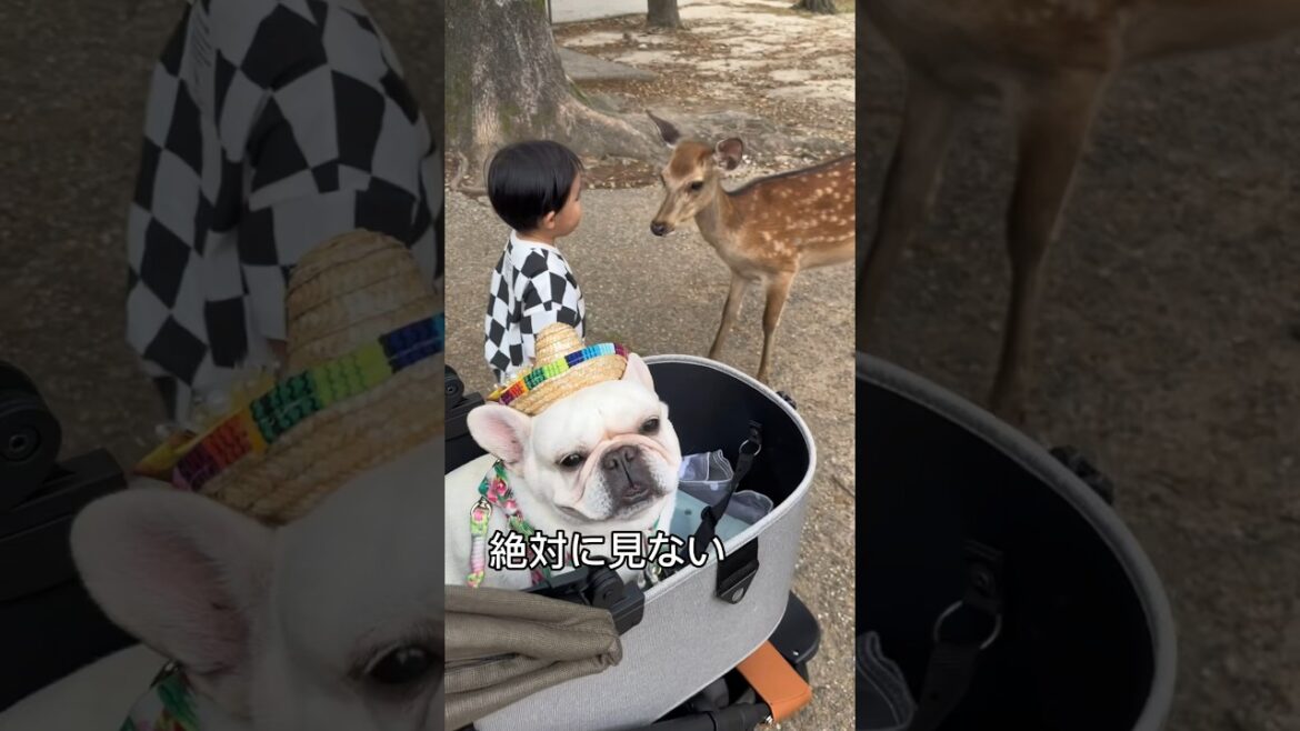未知の生物は絶対に見ない犬と関係なく触れ合う3歳児 #short #フレンチブルドッグ