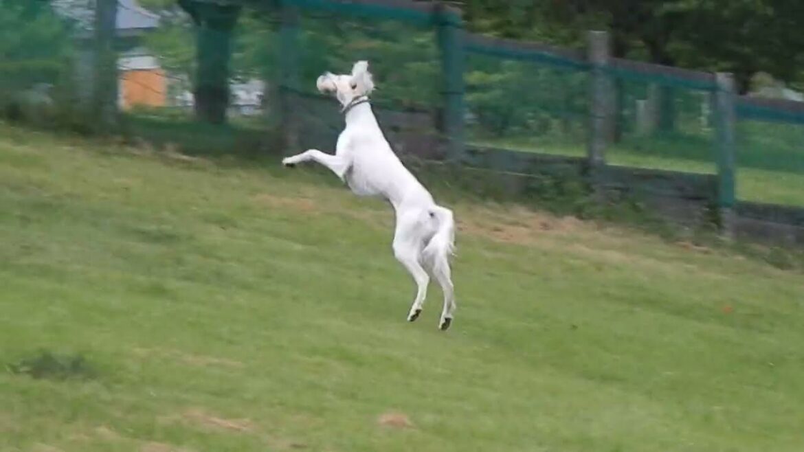 夏の夕方。ドッグラン♪（Saluki）