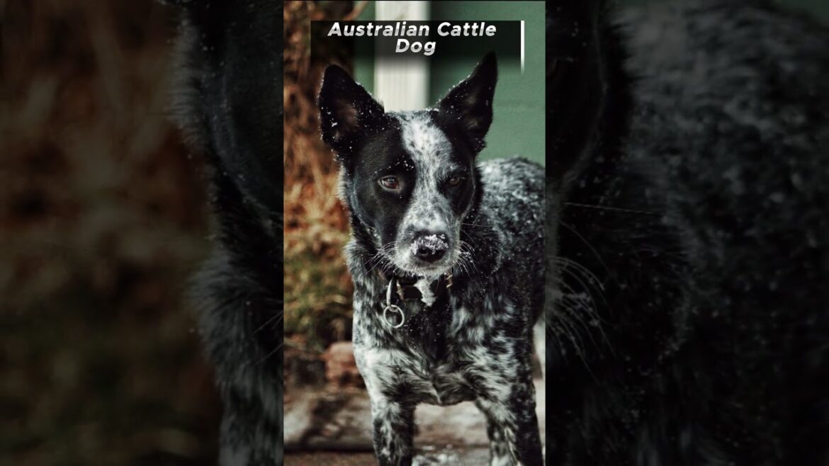 australian cattle dogs: the ultimate guide to these amazing dogs australian cattle dogs: the ultimate guide to these amazing dogs
