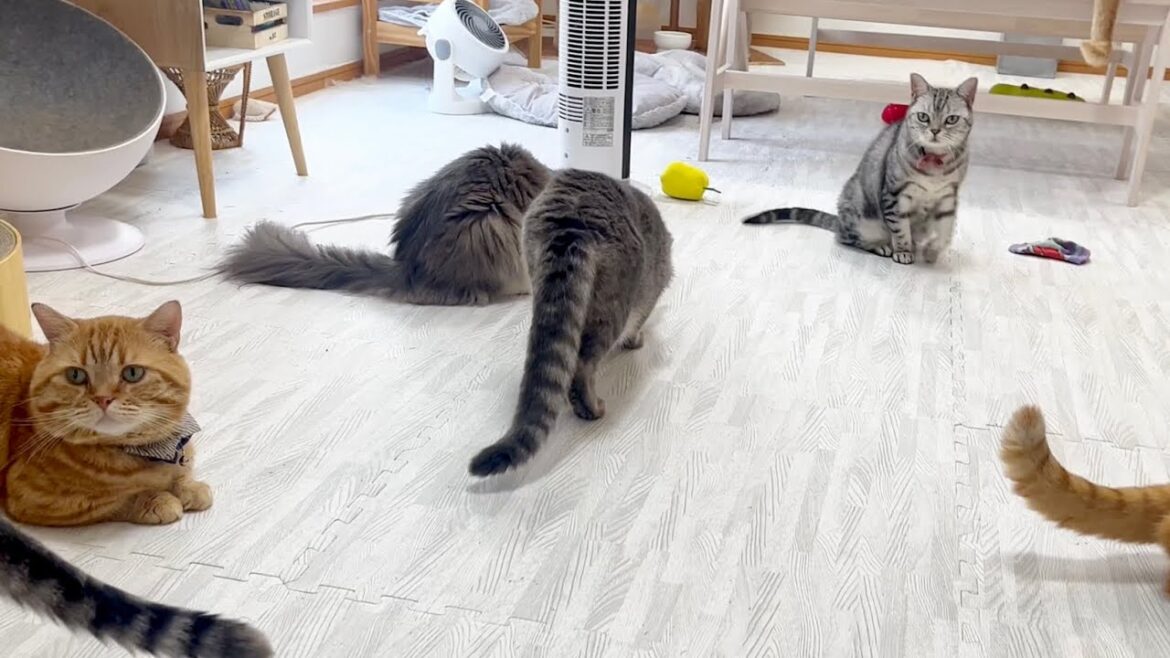 呼ばれてやってきて褒められて何故かすねるあいちゃん