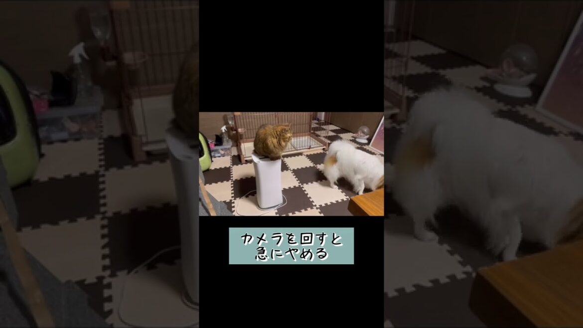 猫と遊びたいパピヨンと犬から逃げたいミヌエット #shorts