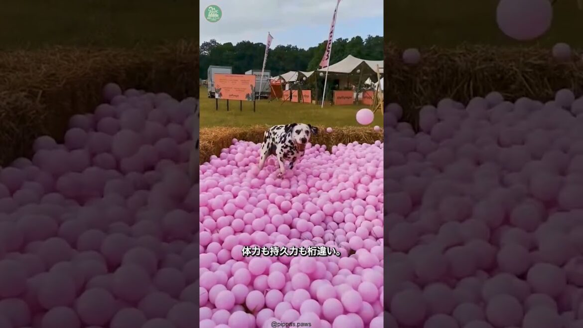 ダルメシアン🐶次の動画のリクエストをコメントで教えて！ #shorts