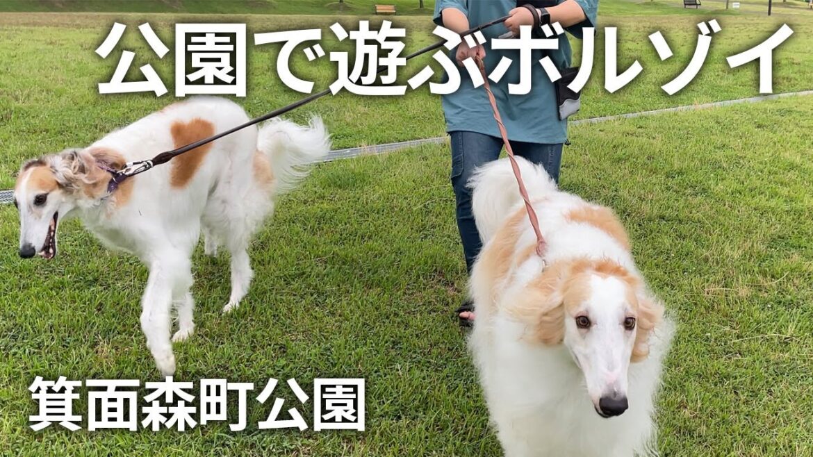 【公園で遊ぶゾイ!】箕面森町にある大きな公園で散歩して来ました! 【公園で遊ぶゾイ!】箕面森町にある大きな公園で散歩して来ました!