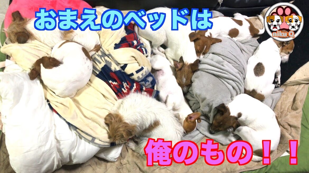 【ジャックラッセルテリア】おまえのベッドは俺のもの!!ジャイアニズム発揮!!ベッドの上で暴れた後のジャック達の占領っぷりが!!「動物癒し動画」にくきゅう 【ジャックラッセルテリア】おまえのベッドは俺のもの!!ジャイアニズム発揮!!ベッドの上で暴れた後のジャック達の占領っぷりが!!「動物癒し動画」にくきゅう