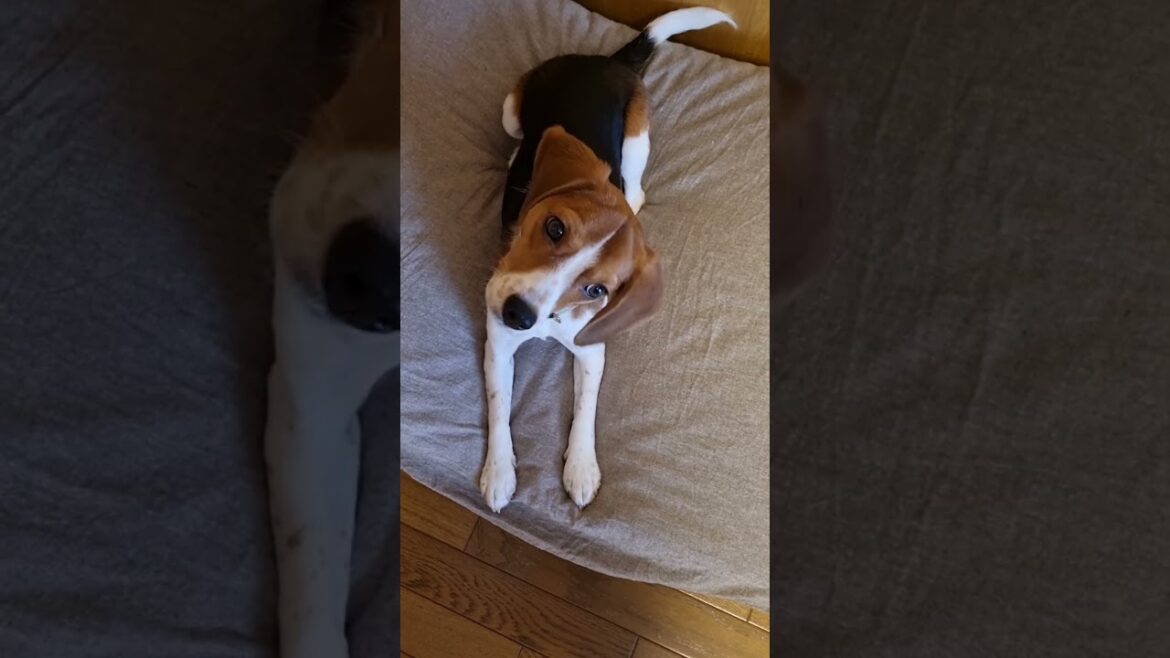 「犬が首をかしげる音」は本当か検証してみた！
