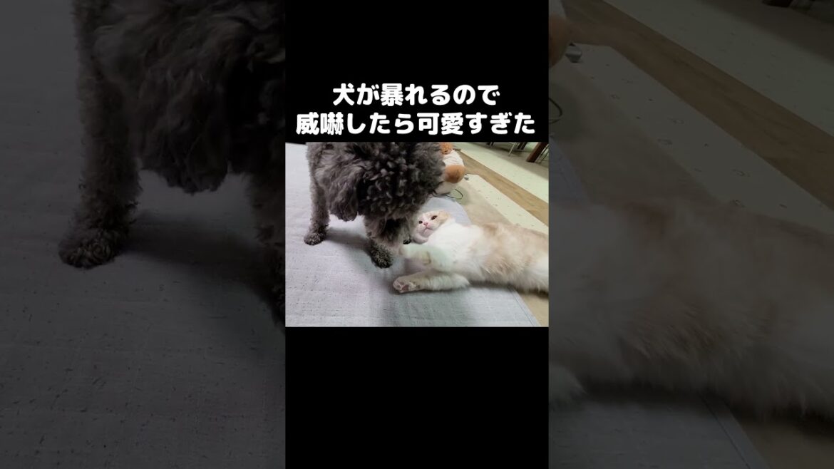 猫がプンプンになって威嚇したら可愛すぎた...笑#shorts
