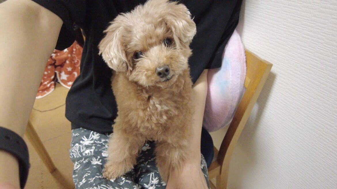 バレンタインの夜パパにもチョコレートをあげましたw バレンタインの夜パパにもチョコレートをあげましたw