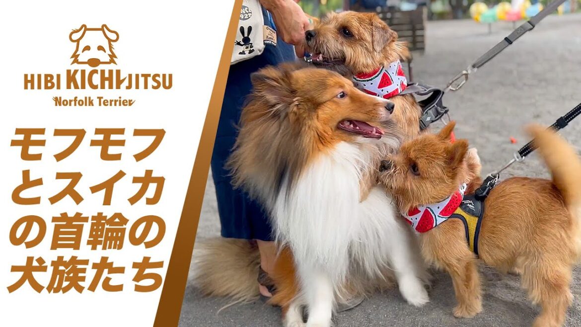 愛犬キチ  優しいシェルティMAXくんと出会う 【friends  dog ノーフォークテリア norfolkterrier  Sheltie】