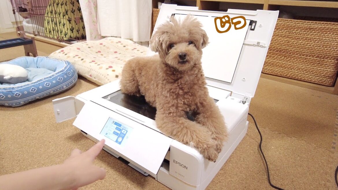 愛犬がプリンターに乗って見つめてきたのでそのままスキャンしてみました