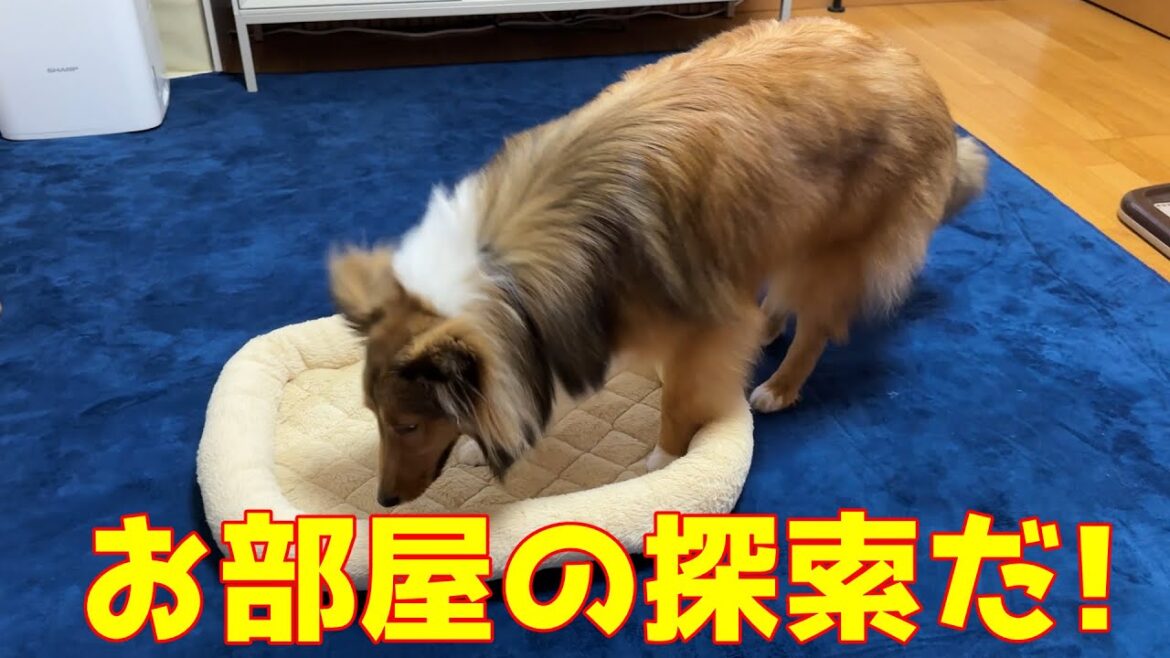 【シェルティ】お部屋の探索だ!【里帰り2】