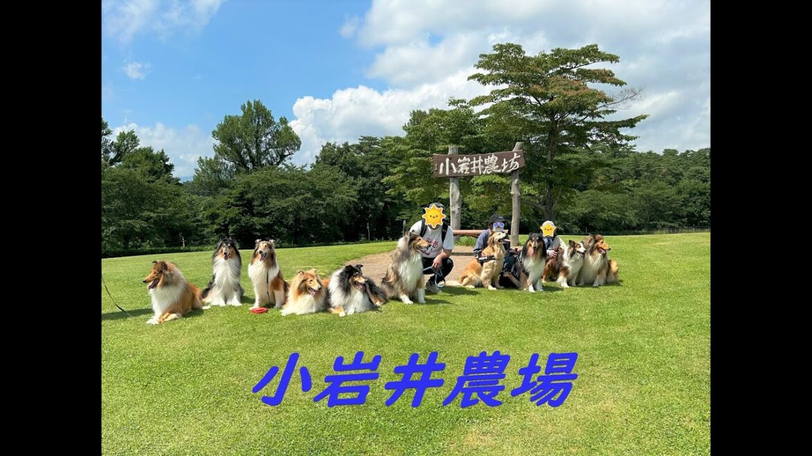 小岩井農場ドッグラン7/23コリ・シェル　オフ会に行ってきました②ゴールデン・メイとラフコリー・アイル