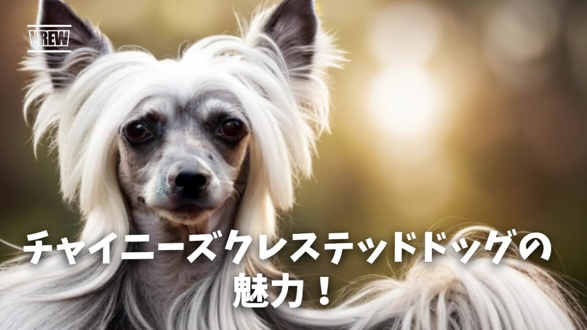 チャイニーズ・クレステッド・ドッグの魅力！