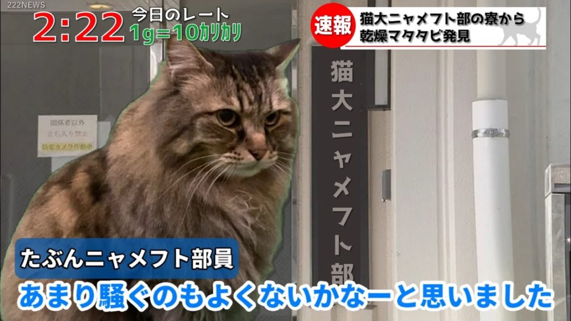 猫大ニャメフト部の寮から乾燥マタタビが見つかりました。