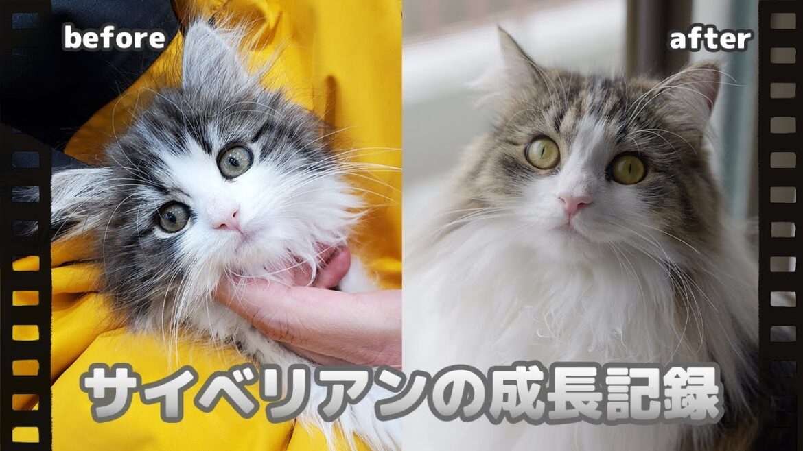 犬みたいな猫!?サイベリアンの成長記録🐈2カ月から1歳までの11カ月間まとめてみました📅 犬みたいな猫!?サイベリアンの成長記録🐈2カ月から1歳までの11カ月間まとめてみました📅