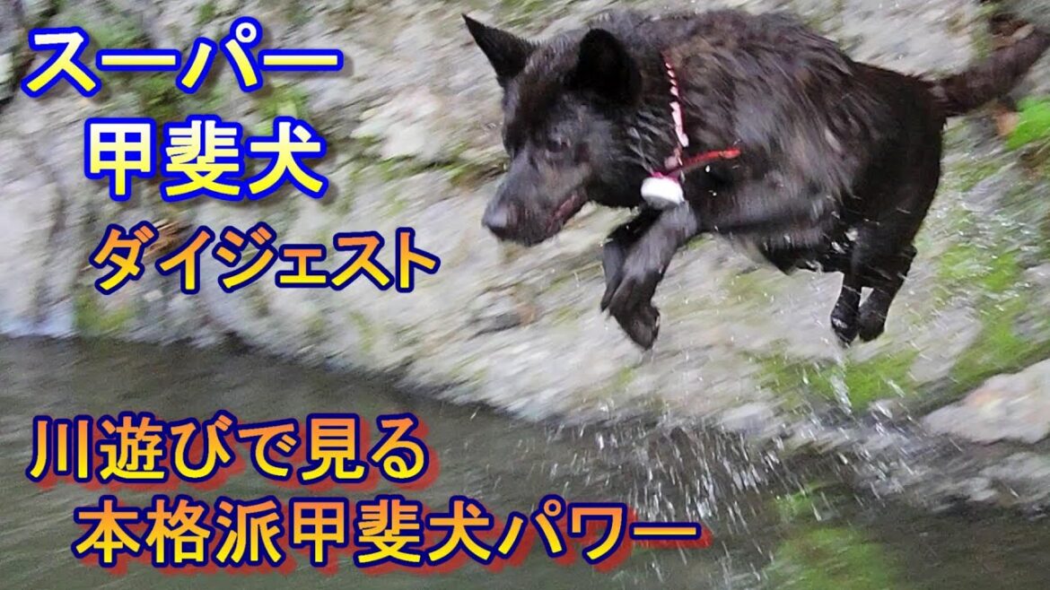 ゴミを回収する環境にやさしい甲斐犬は、遊びは豪快！丹生川で遊んだいい場面を詰め込みました-　甲斐犬いち