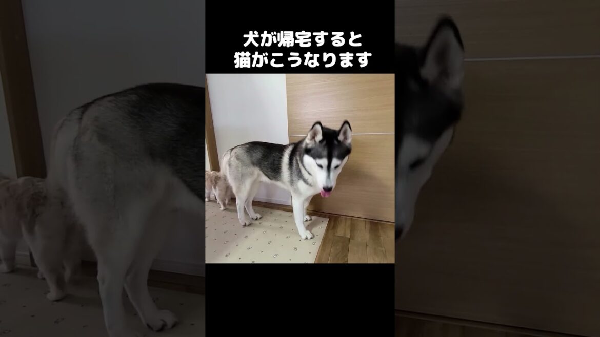 大好きな犬が帰宅すると猫がこうなります...#shorts