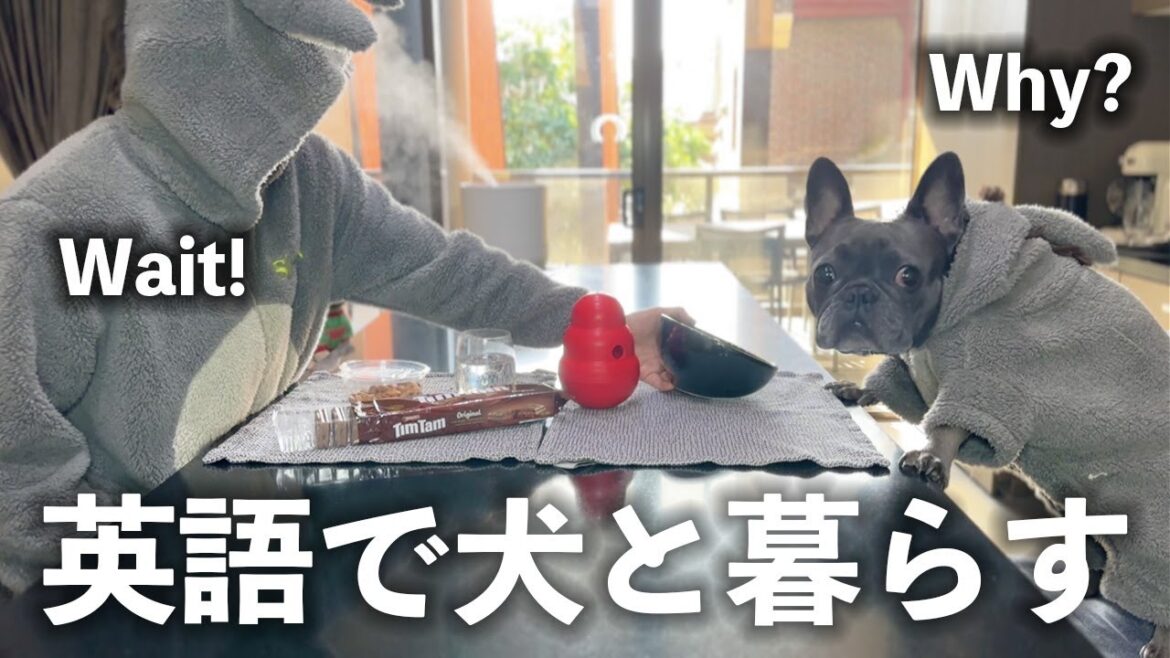バイリンガルになるために犬と英語で暮らした3年間【親バカの極み】