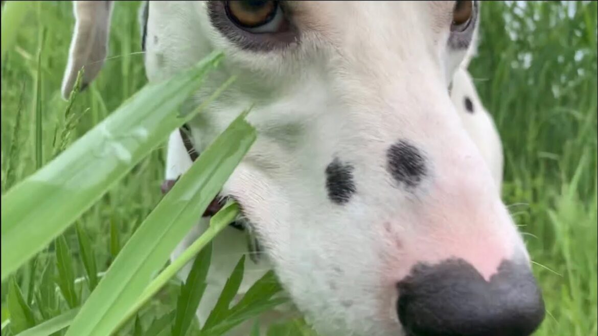 【草食動物】サラダバイキングに来たよ🥗【ダルメシアン】