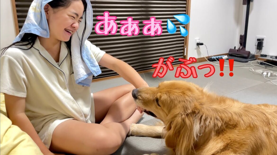 娘の手への扱いが雑すぎる大型犬クッキー【ゴールデンレトリバーとミニチュアダックスフンド】