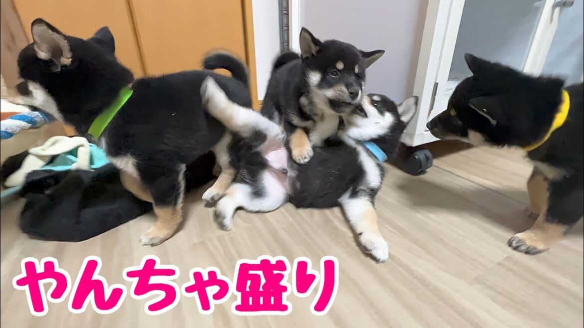 【柴犬 子犬】自由気ままにのびのびと遊ぶ子犬たちが激しすぎた