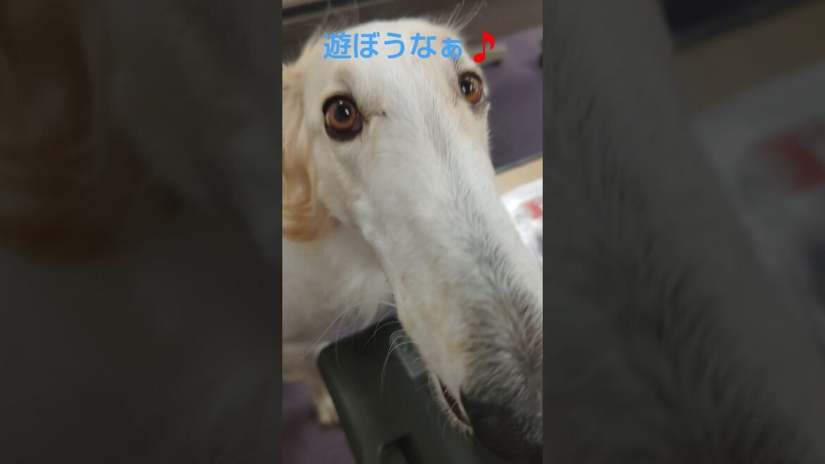 遊びを誘うボルゾイ🐶🎵😊　Borzoi inviting you to play