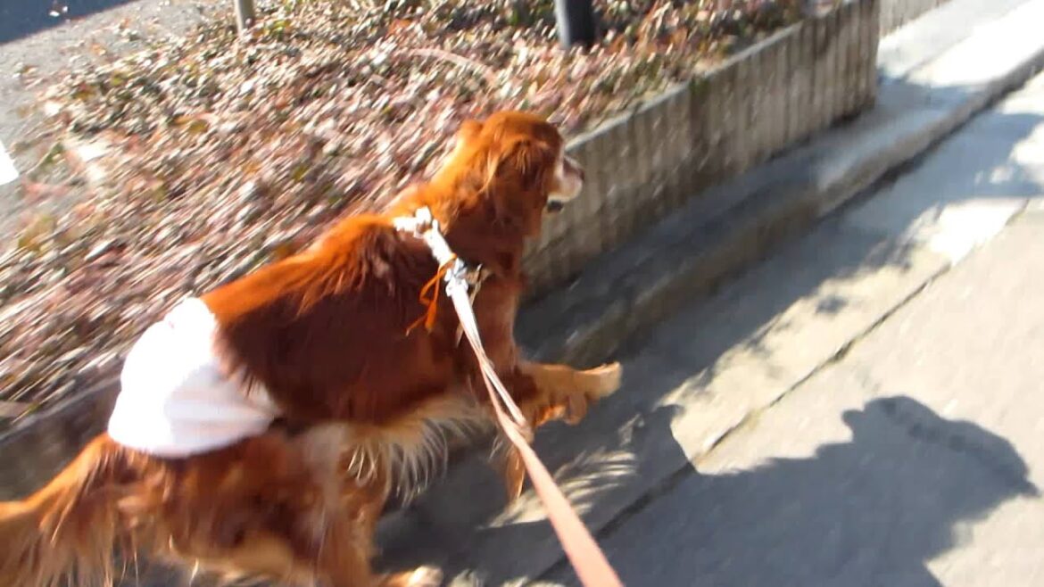 アイリッシュセター　散歩中に走る！