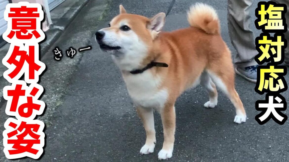 恋人を前にした柴犬の反応がこれです