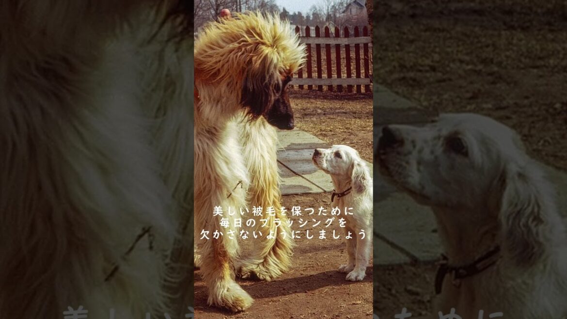 アフガンハウンドについて　#shorts 　ペットリフォームならセラフ榎本　愛犬家住宅　愛猫家住宅　埼玉県　東京都　神奈川県　犬種