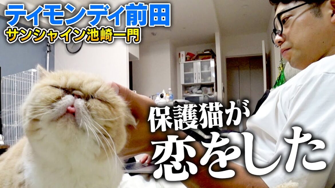 【保護猫活動】初めて恋をした新入り猫むぅの表情が…【サンシャイン池崎一門,ティモンディ前田の預かりボランティア】