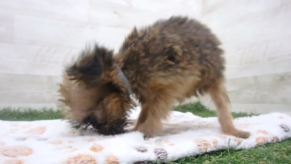 ペットショップcoo&riku No.00644230 ブリュッセル・グリフォン