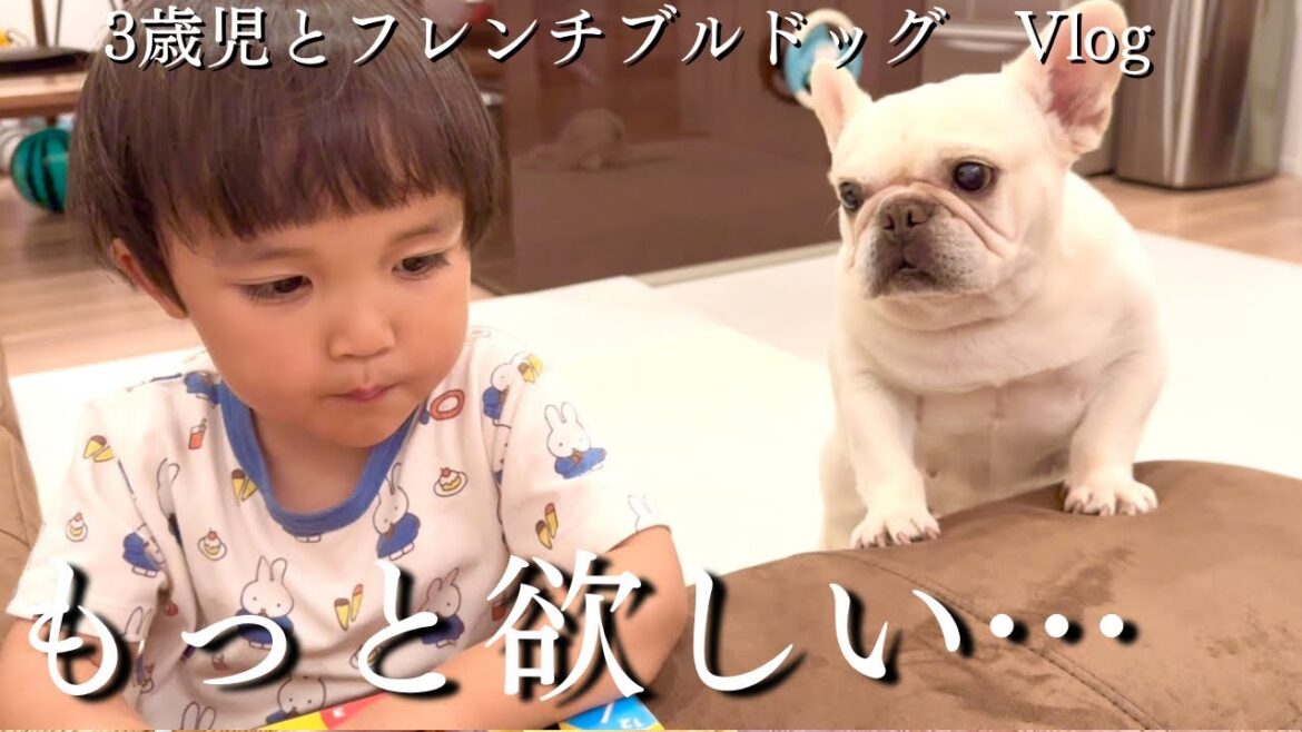 元保護犬で子供嫌いのフレンチブルドッグが3歳児に自ら寄る唯一の瞬間…