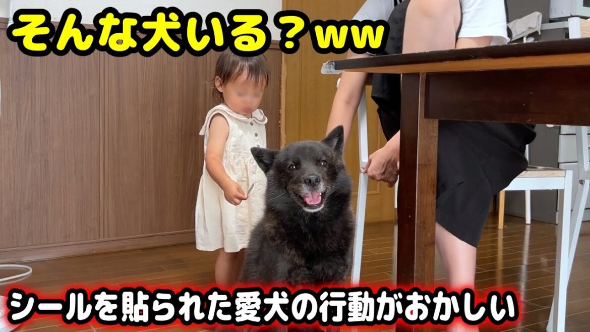 娘とシールで遊んでたら愛犬が信じられない行動にw【甲斐犬一休と猫のしずく】 娘とシールで遊んでたら愛犬が信じられない行動にw【甲斐犬一休と猫のしずく】