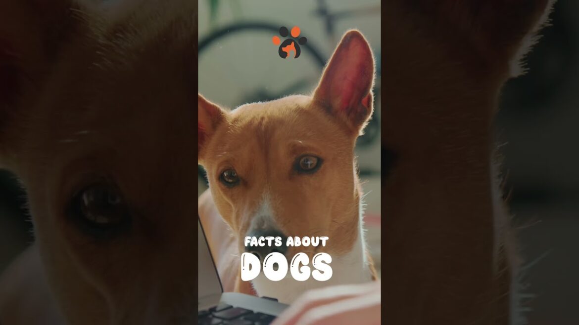 Facts About Dogs - Part 9 #shorts #short #dog #dogs #basenji