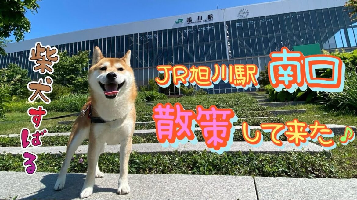 旭川駅(南口)散策して来た🐕♪ #shibainu #柴犬すばる