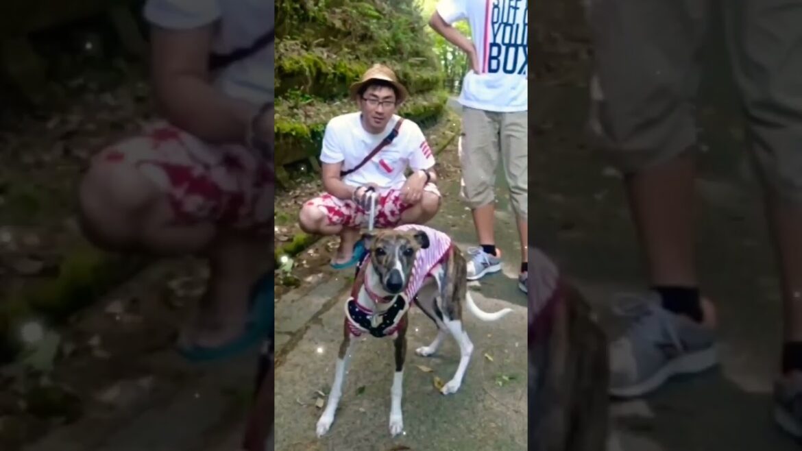 ベイビーイッヌ👶ウィペットカイト🐶オリコウヤ🤗 Whippet Baby Dog KAITO 8 years ago FUKUOKA🇯🇵