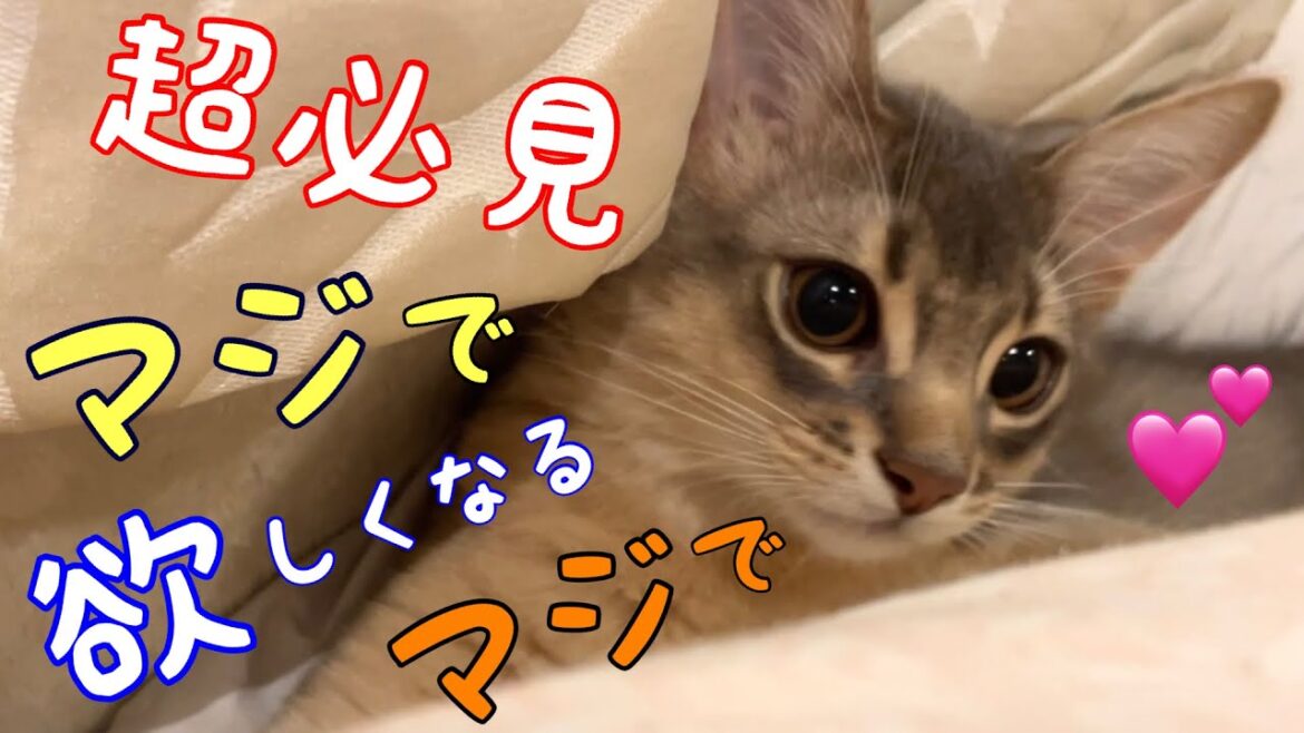 【超必見】マジでヤバい❗️ソマリ猫が欲しくなる動画お届けします【ソマリ】
