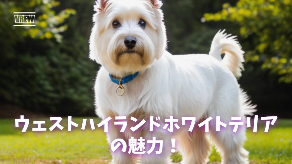 ウェスト・ハイランド・ホワイト・テリアの魅力！