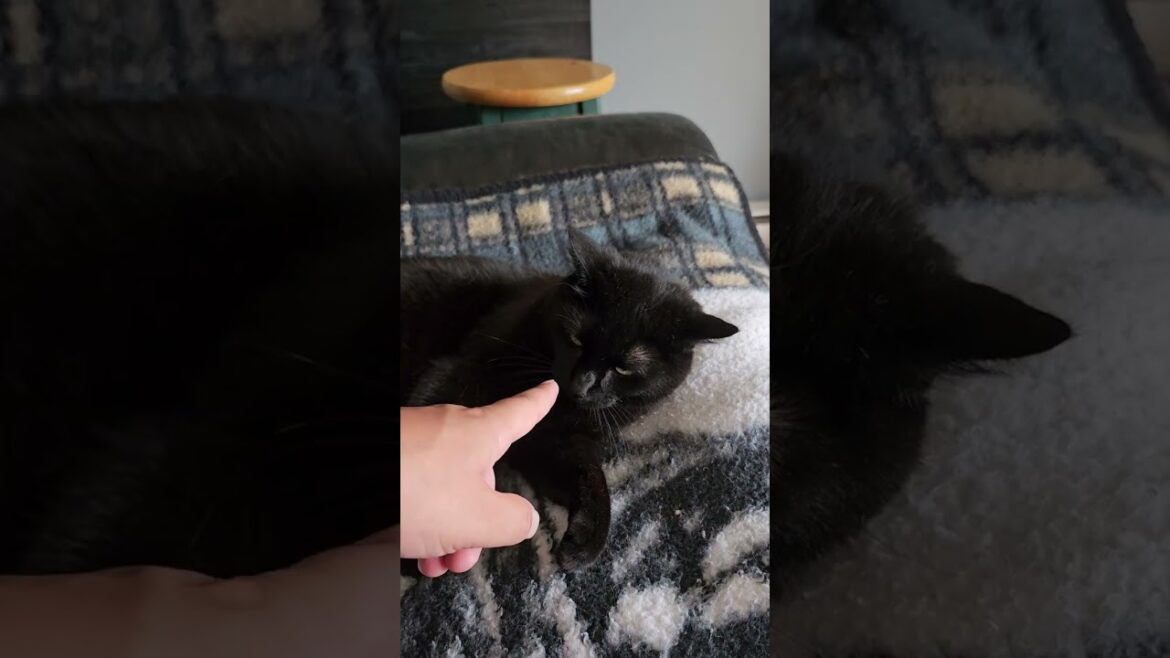 Black Cat Sounds Like A Dog 🤣 Black Cat Sounds Like A Dog 🤣